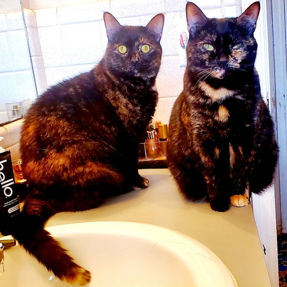 Meet your Posher, Posh - Picture 8 of 8